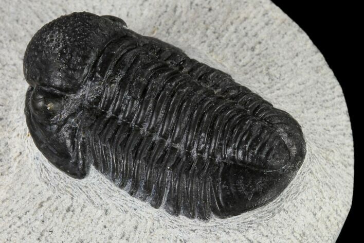 Detailed Gerastos Trilobite Fossil - Morocco #117793